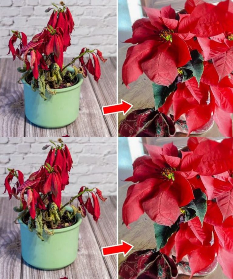 Jak zapewnić, że Twoja poinsecja będzie miała wiele kwiatów i przetrwa wiele lat