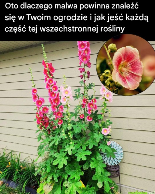 Oto dlaczego malwa powinna znaleźć się w Twoim ogrodzie i jak jeść każdą część tej wszechstronnej rośliny