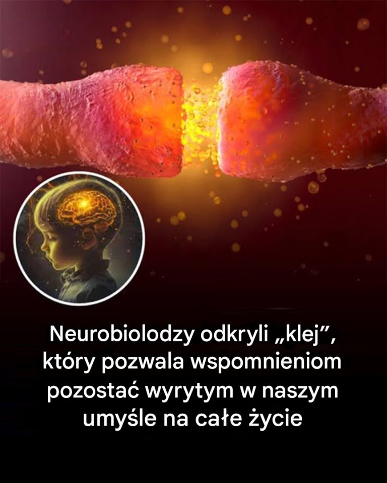Neurobiolodzy w końcu odkryli klej, który pozwala, aby wspomnienia pozostały utrwalone na całe życie