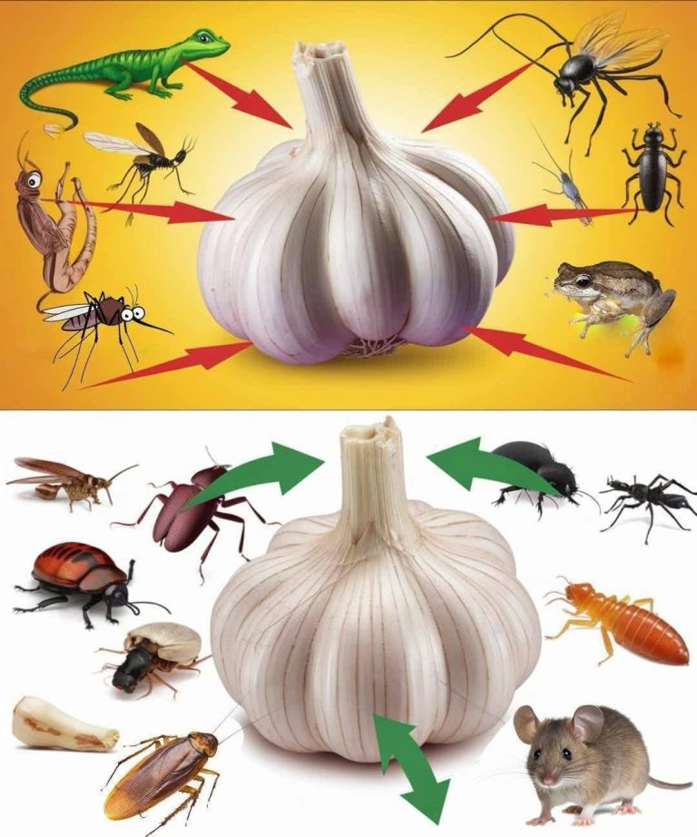Jak używać czosnku, aby pozbyć się szkodników: myszy, much, wszy, karaluchów, jaszczurek, komarów i prusaków kuchennych
