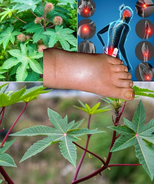 🌿 Mniszek lekarski – „złoto” w Twoim ogrodzie, którego nie warto wyrzucać