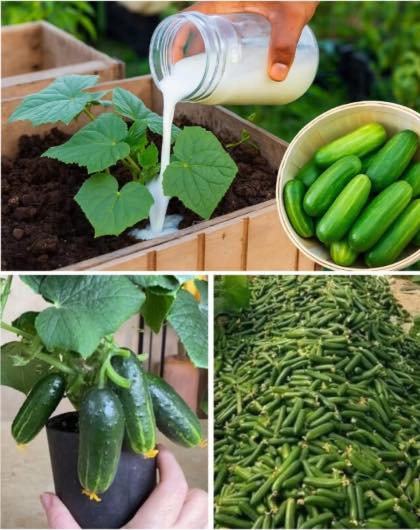 Robię to od 30 lat i każdego roku zbieram tony ogórków!