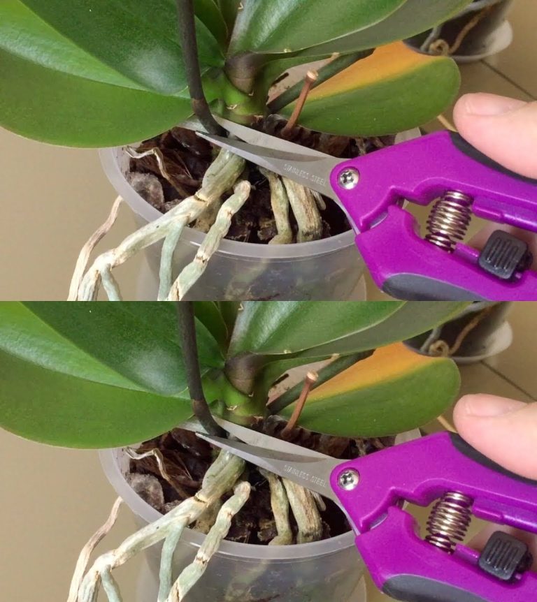 Jeśli spróbujesz to zrobić od razu, Twoja orchidea już nigdy nie przestanie kwitnąć