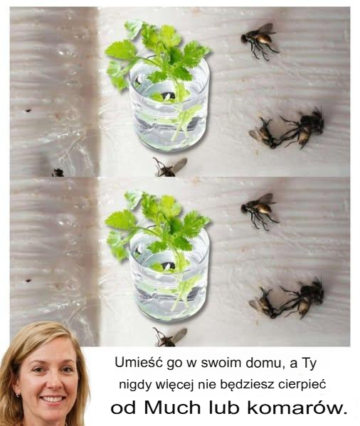 Zamontuj go w swoim domu, a muchy i komary nigdy więcej nie będą Cię nękać.