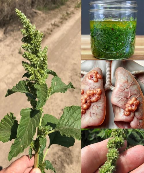 10 znanych korzyści zdrowotnych liści szarłatu, które musisz znać