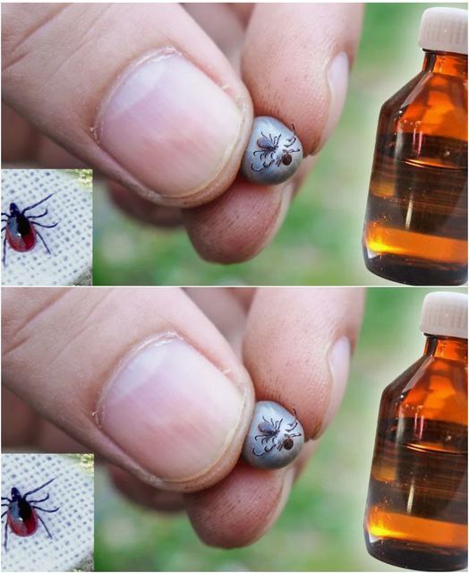 Dlaczego myśliwych nigdy nie gryzą kleszcze? Znajomy ujawnił 10 zapachów, które są tak straszne jak ogień