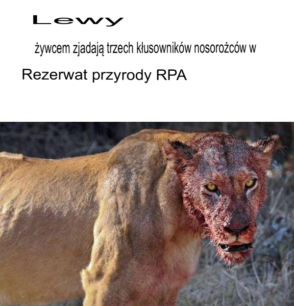 Lwy zjadają trzech żywych kłusowników polujących na nosorożce w południowoafrykańskim rezerwacie przyrody