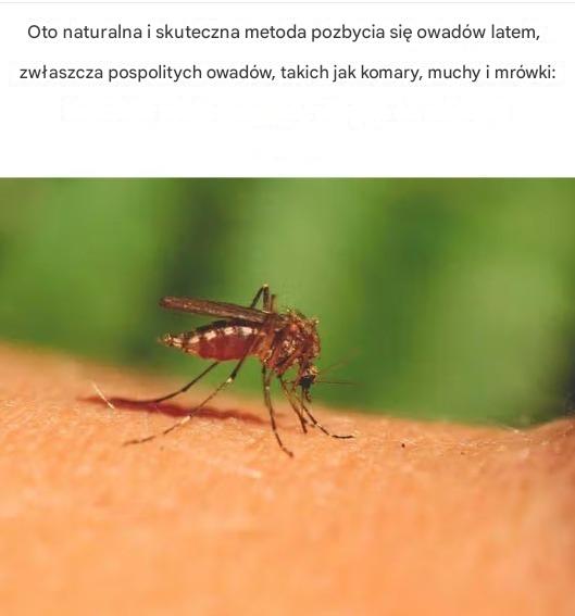 Naturalna ochrona na lato: zrób własny środek odstraszający komary, muchy i mrówki bez chemikaliów