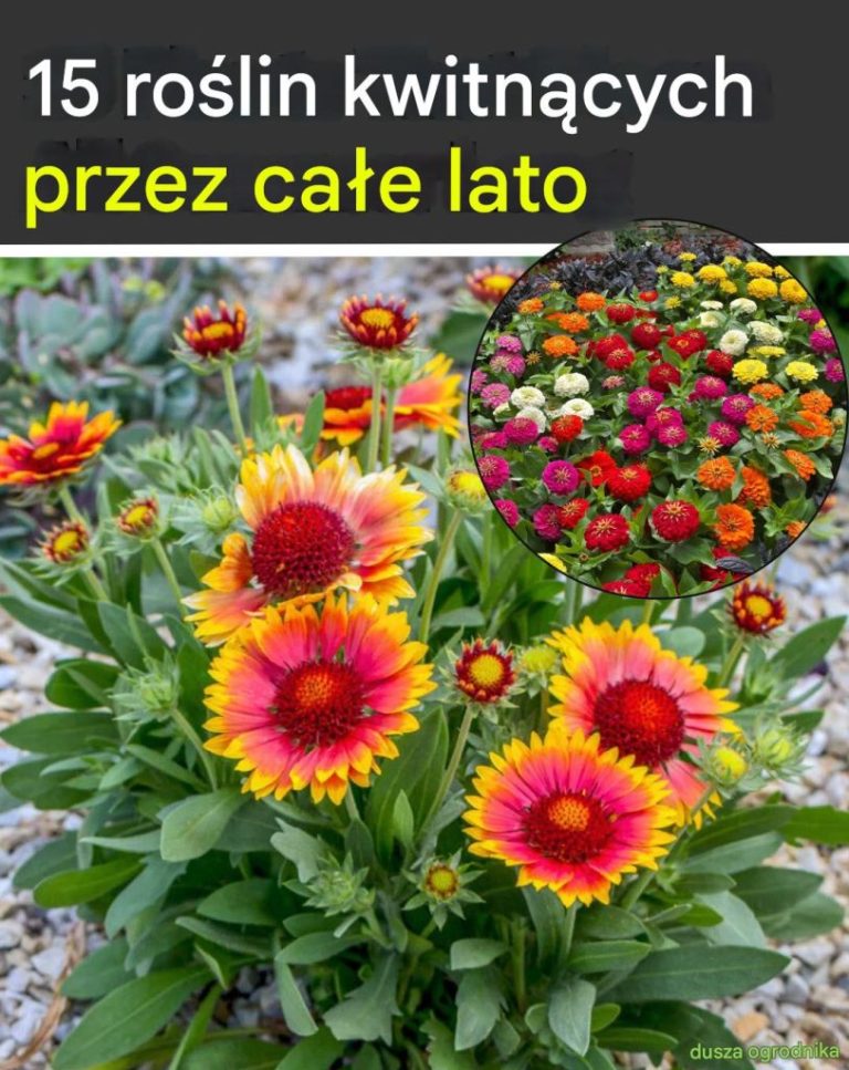 15 roślin kwitnących przez całe lato