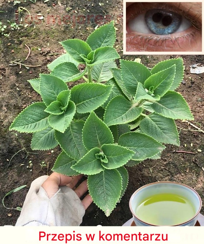 Zioło o cudownym działaniu na wzrok: naturalne rozwiązanie na zaćmę i problemy z oczami…