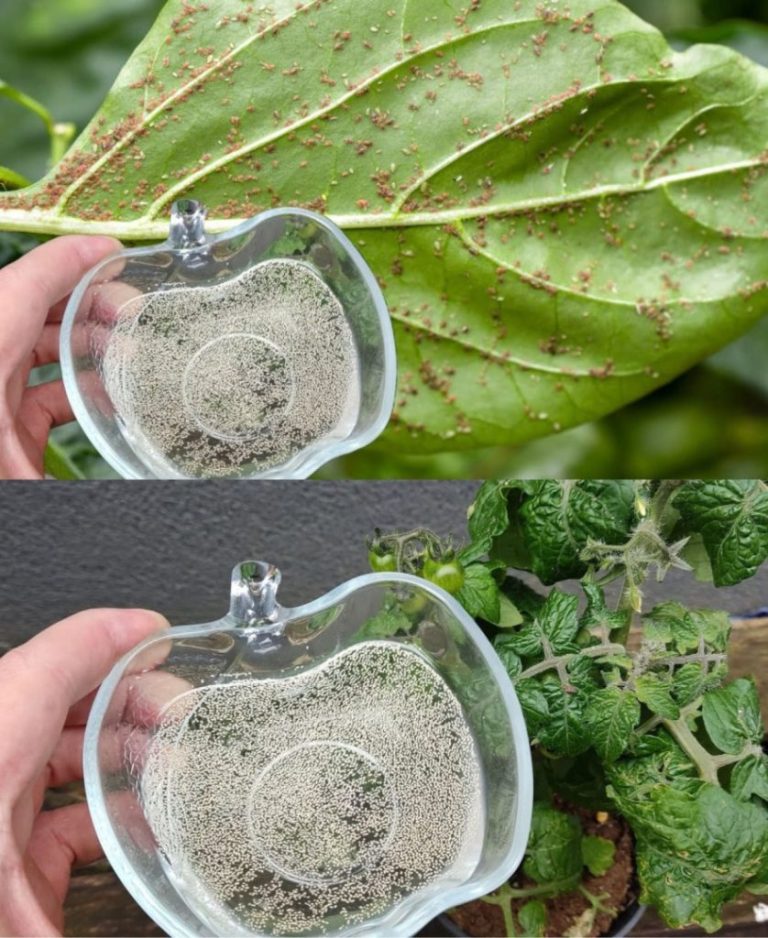 Genialny trik na pozbycie się koszenili, która niszczy Twoje rośliny