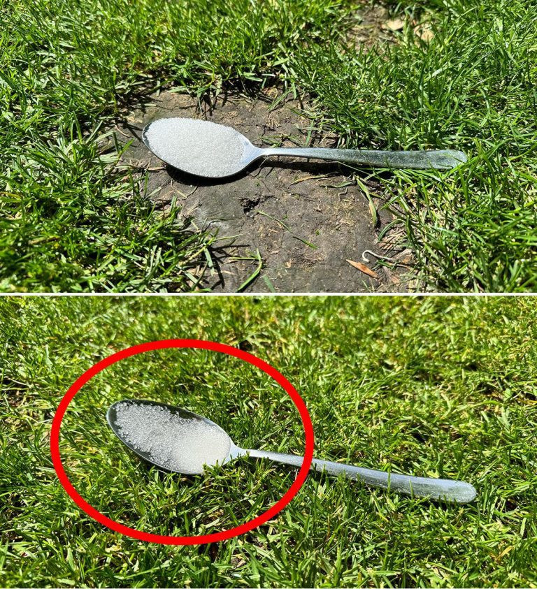 “Naturalny booster dla ogrodu: Cukier jako tajna broń ogrodnika”