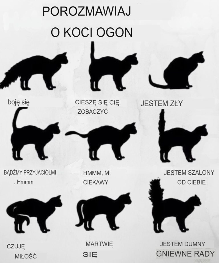 Zrozum język ogona swojego kota!