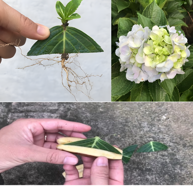 Potrzebujesz tylko liści. Powiem ci, jak najłatwiej rozmnażam hortensje. Potrzebujesz tylko liści. Powiem ci, jak najłatwiej rozmnażam hortensje.