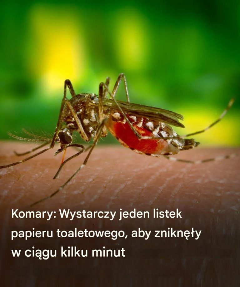 Odpędzaj komary w mgnieniu oka dzięki tej zaskakującej sztuczce z papierem toaletowym