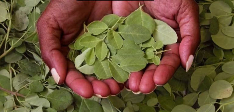 13 niesamowitych korzyści zdrowotnych liści moringa