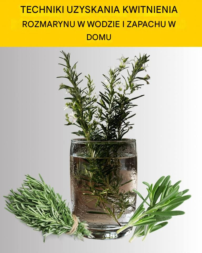 Jak obficie uprawiać rozmaryn w domu.
