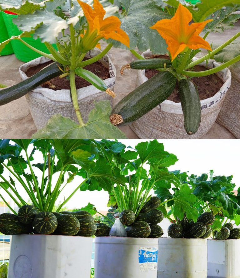 Jeśli chcesz obfitych zbiorów, nigdy nie sadź cukinii w pobliżu tych roślin | Wiele osób popełnia ten błąd!