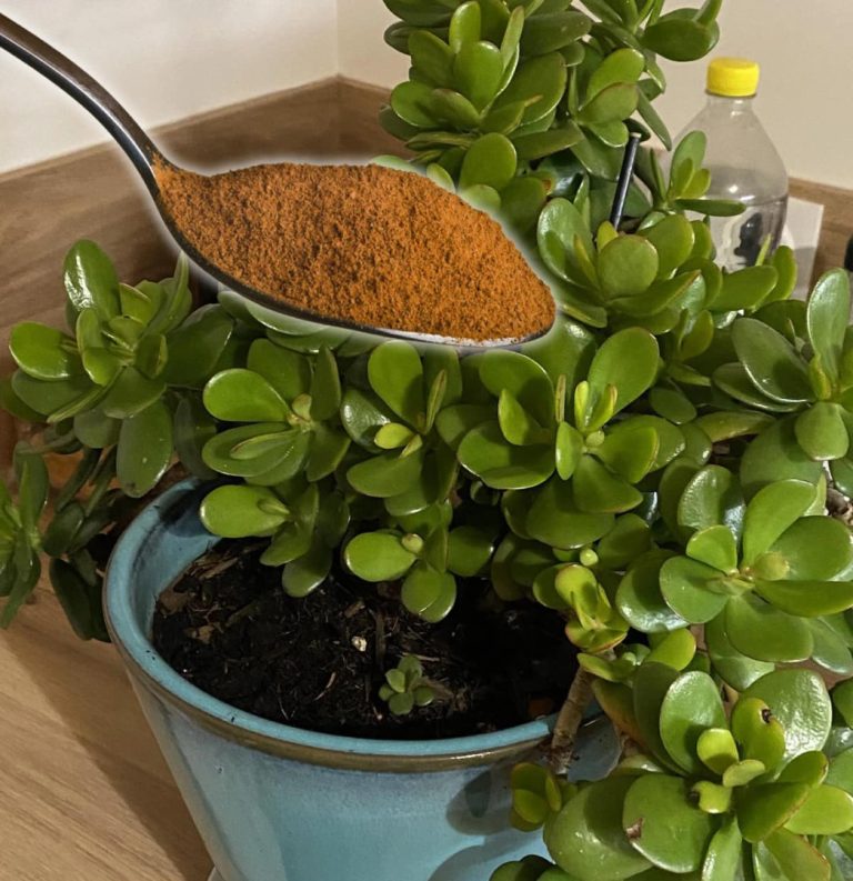 Jak udekorować drzewo Giada i wypełnić perfumami cały dom