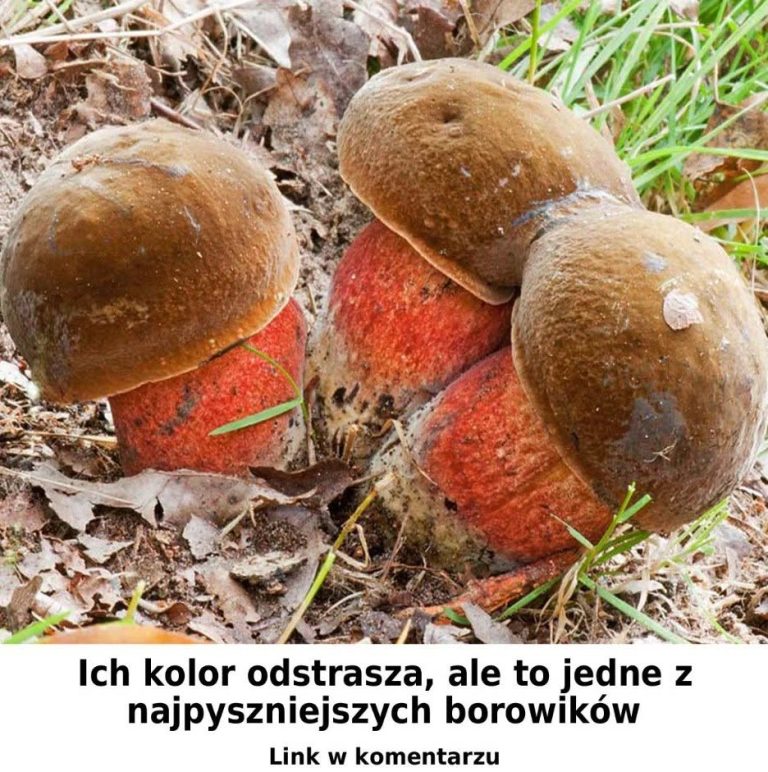 Bardzo pyszny borowik. Dlaczego większość ludzi go omija?