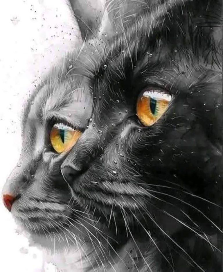 Przepowiednie Nostradamusa dotyczące kotów w domu