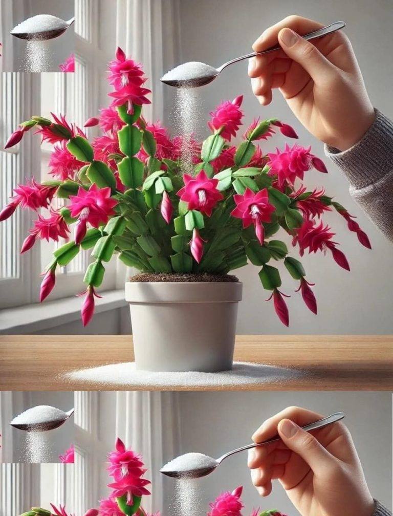 Wystarczy zaledwie 1 łyżeczka, aby każda roślina stała się piękna, owocna, bujna i zdrowa!