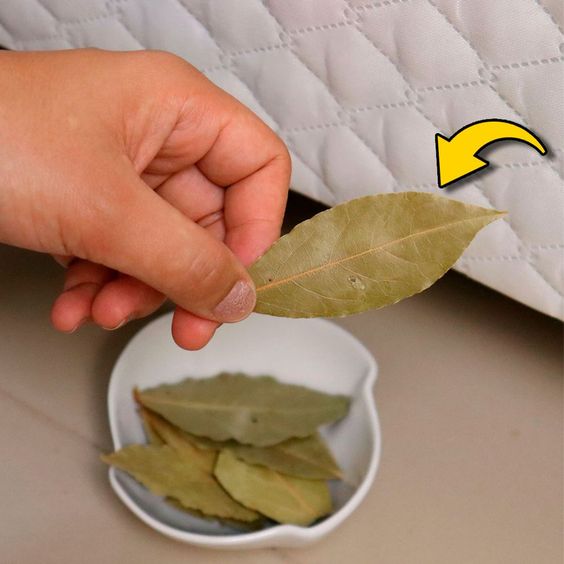 Połóż liść laurowy pod łóżkiem 🌿 i zobacz co się stanie po 30 minutach