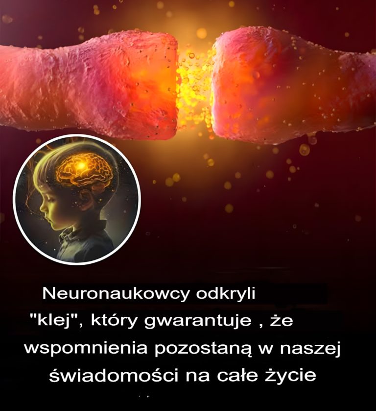 Neurobiolodzy w końcu odkryli klej, który sprawia, że ​​wspomnienia pozostają trwałe