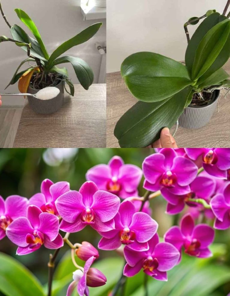 Storczyki: cukier, sekret witalności