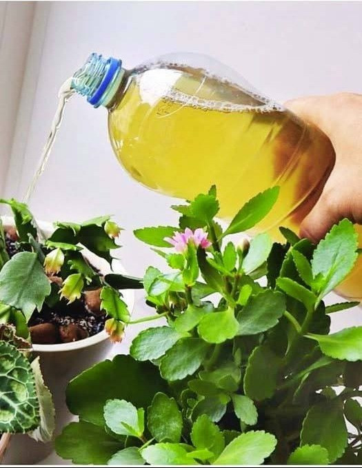 Podlewaj swoje rośliny doniczkowe tym nawozem, a nie będziesz mieć zmartwień – będą pięknie rosły i kwitły!