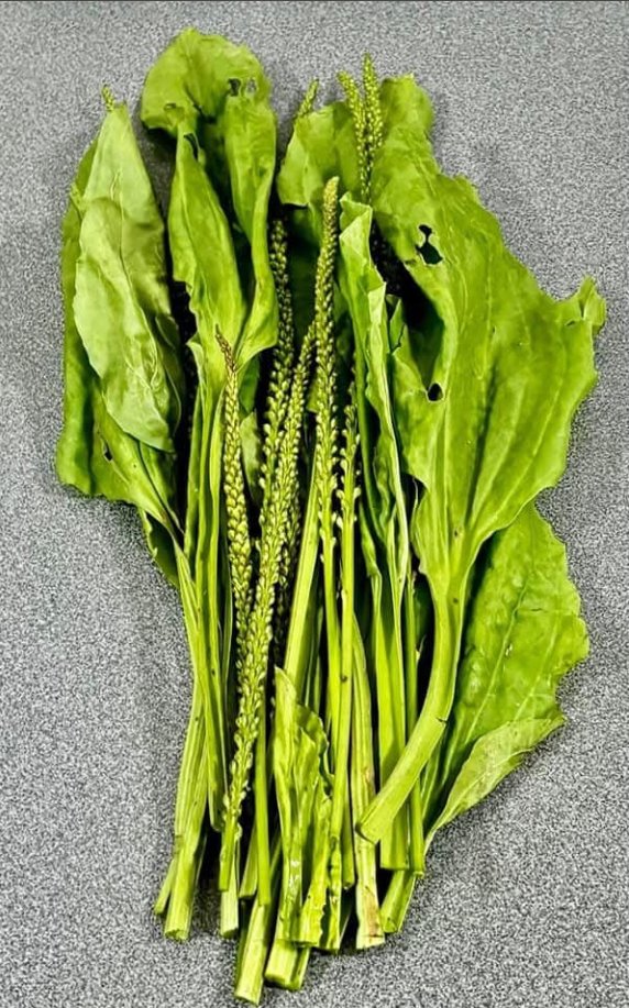 „Babka: Roślina lecznicza, która rośnie wszędzie i leczy wrzody, zapalenie żołądka, infekcje i wiele innych (Odkryj jej ukryte moce!)”