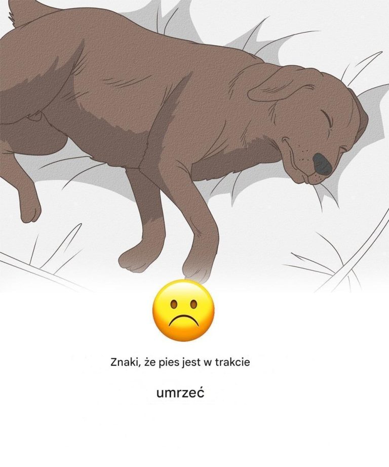 11 oznak, że Twój pies jest bliski śmierci