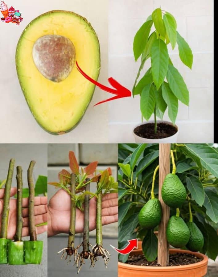 Przestań kupować awokado. Oto jak je wyhodować w domu