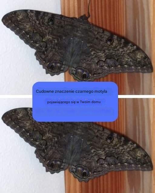 Czarne motyle nie przynoszą pecha: dowiedz się, co oznaczają!