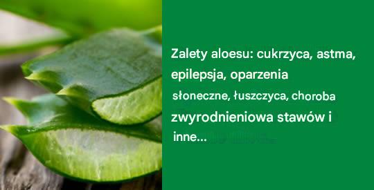Aloes: jak go stosować w przypadku cukrzycy, astmy, epilepsji, oparzeń słonecznych, łuszczycy i choroby zwyrodnieniowej stawów