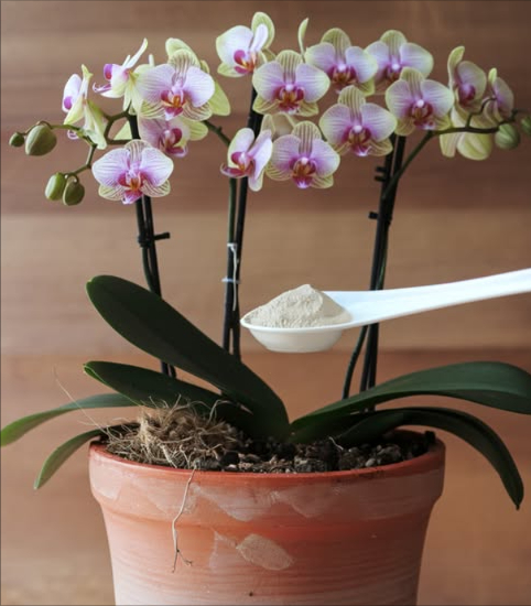 1 łyżeczka do doniczki i ORCHIDEA kwitnie nieprzerwanie