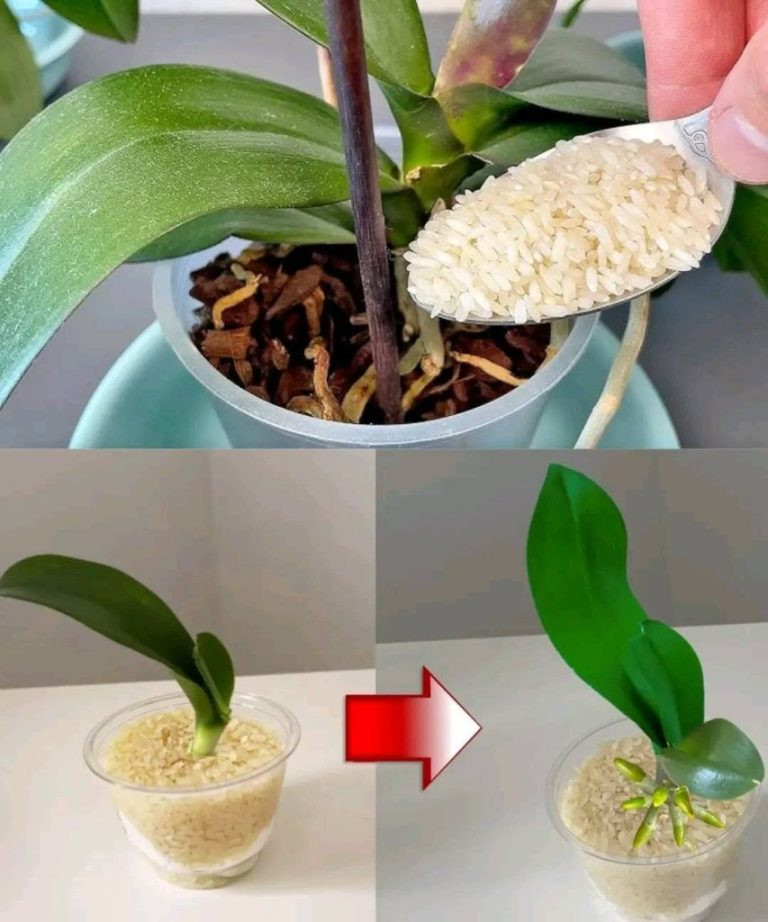 Sekret kwitnących roślin: Jak 100 g ryżu zmienia wygląd kwiatów i liści