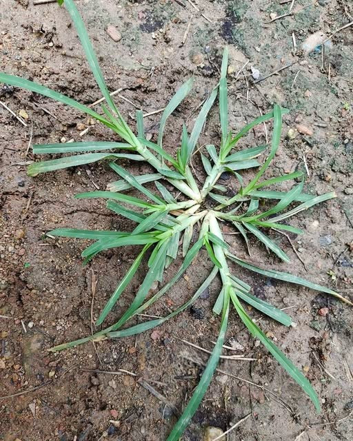 Natknij się na tę roślinę, a trafisz szóstkę w totka. Zabawne jest to, że większość ludzi nawet nie spojrzy na nią drugi raz. To jedna z najbardziej cudownych roślin na świecie