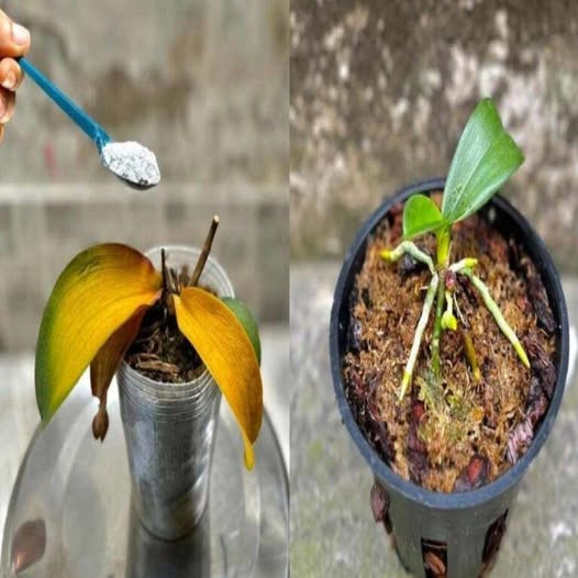 Zgniła i Zamierająca Orchidea? Wystarczy Jedna Łyżeczka, Aby W Jednej Chwili Przywrócić Ją do Życia!