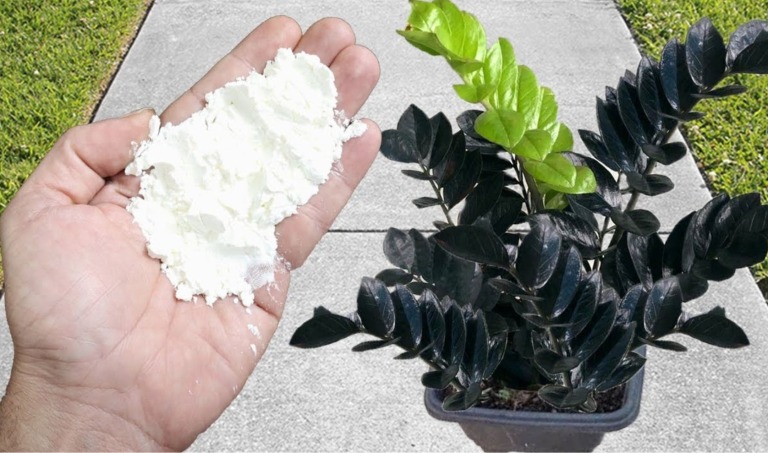 Dla roślin wystarczy 1 szczypta: obfite i trwałe kwitnienie