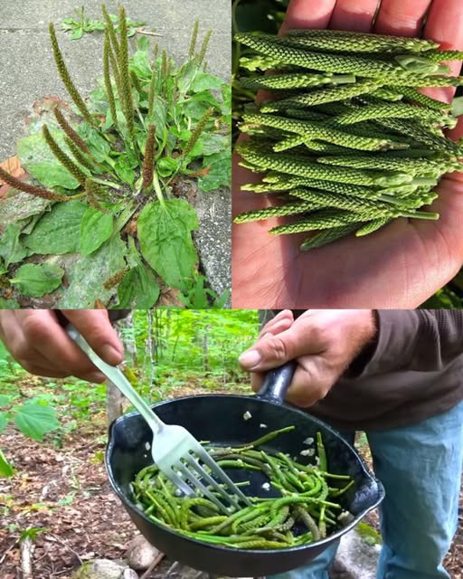 Często mylony z chwastem, ponieważ rośnie wszędzie, w rzeczywistości ma moc opróżniania szpitali.