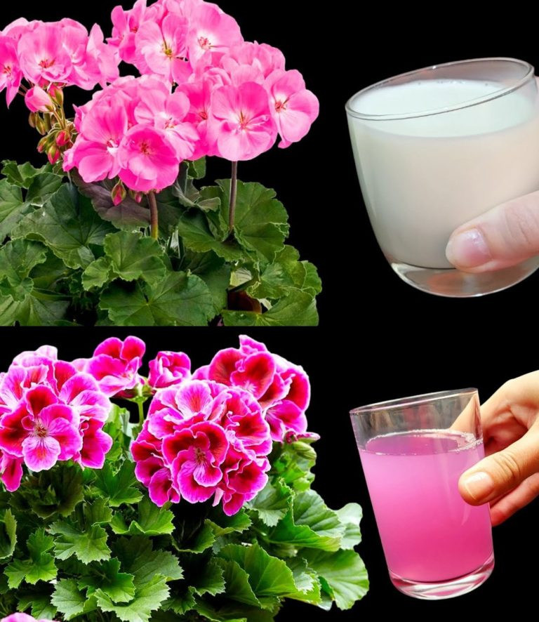 Oto jak mieć piękne i kolorowe pelargonie, które upiększą Twój ogród