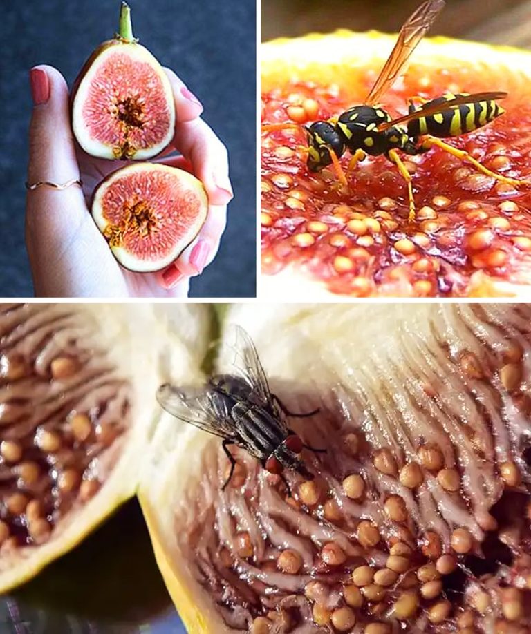 Figi nie są owocami, są kwiatami... i zawierają owady we wnętrzu.