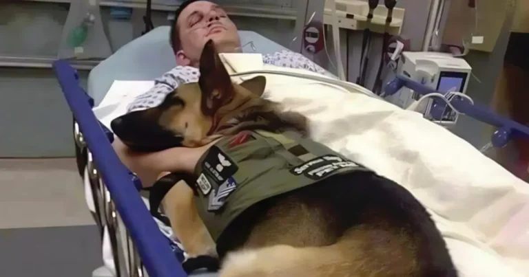 Gdy pies został zostawiony, by pożegnać się ze swoim właścicielem, zaczął głośno szczekać... a następnie wskoczył na łóżko, denerwując cały personel.