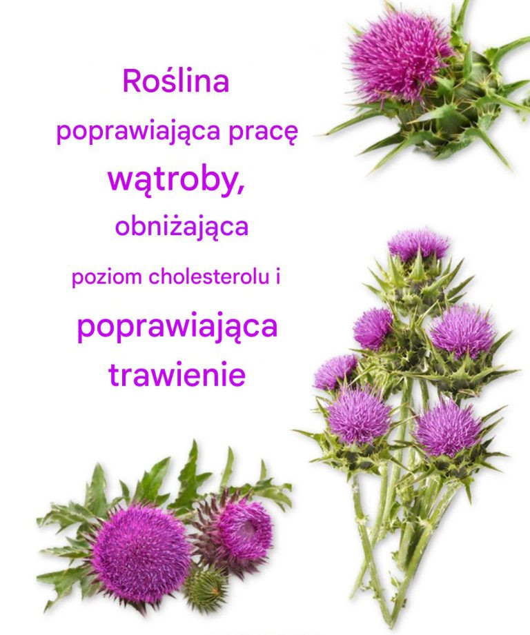 ROŚLINA, KTÓRA POPRAWIA DZIAŁANIE WĄTROBY, OBNIŻA POZIOM CHOLESTEROLU I POPRAWIA TRAWIENIE