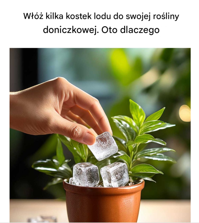 Podlewaj rośliny kostkami lodu – praktyczny i skuteczny sposób na domową pielęgnację
