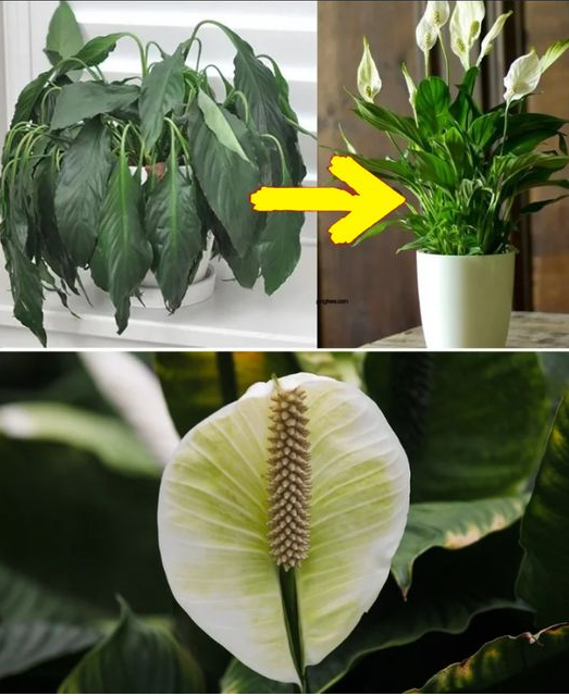 Co dzieje się, gdy położysz łyżkę różnych substancji na roślinach? Praktyczny przewodnik