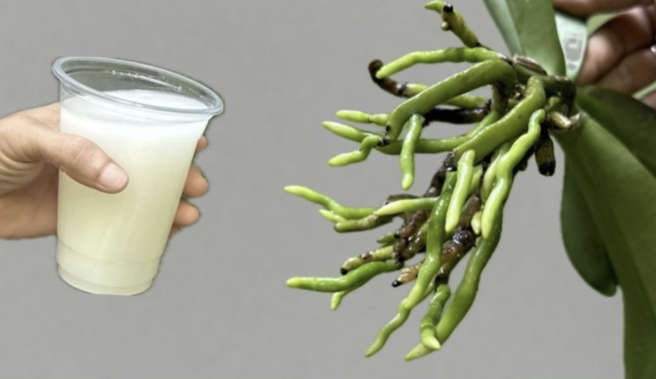 Jak sprawić, by Twoje orchidee kwitły częściej i były piękniejsze – sekretny składnik