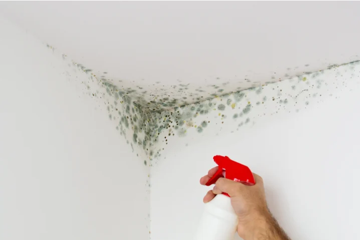 Jak pozbyć się pleśni z ścian – skuteczne metody i porady