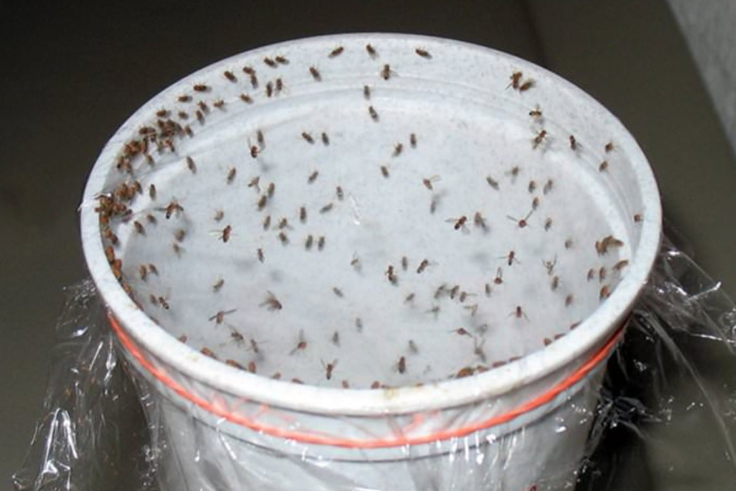 Naturalny sposób na pozbycie się karaluchów, much i komarów w 1 godzinę